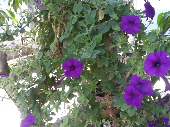 квітник, Пурпурна квітка, зелений листок, відкритий