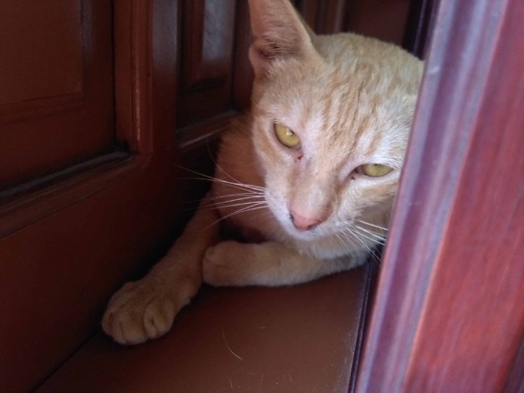 portrét, žltá mačka, predné dvere, mačiatko, kožušina, zviera