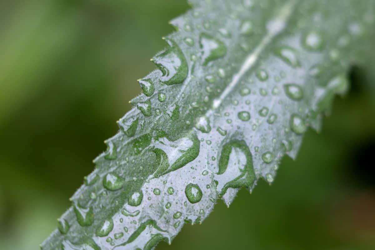 湿气, 雨, 露水, 环境, 湿, 自然, 绿叶, 植物