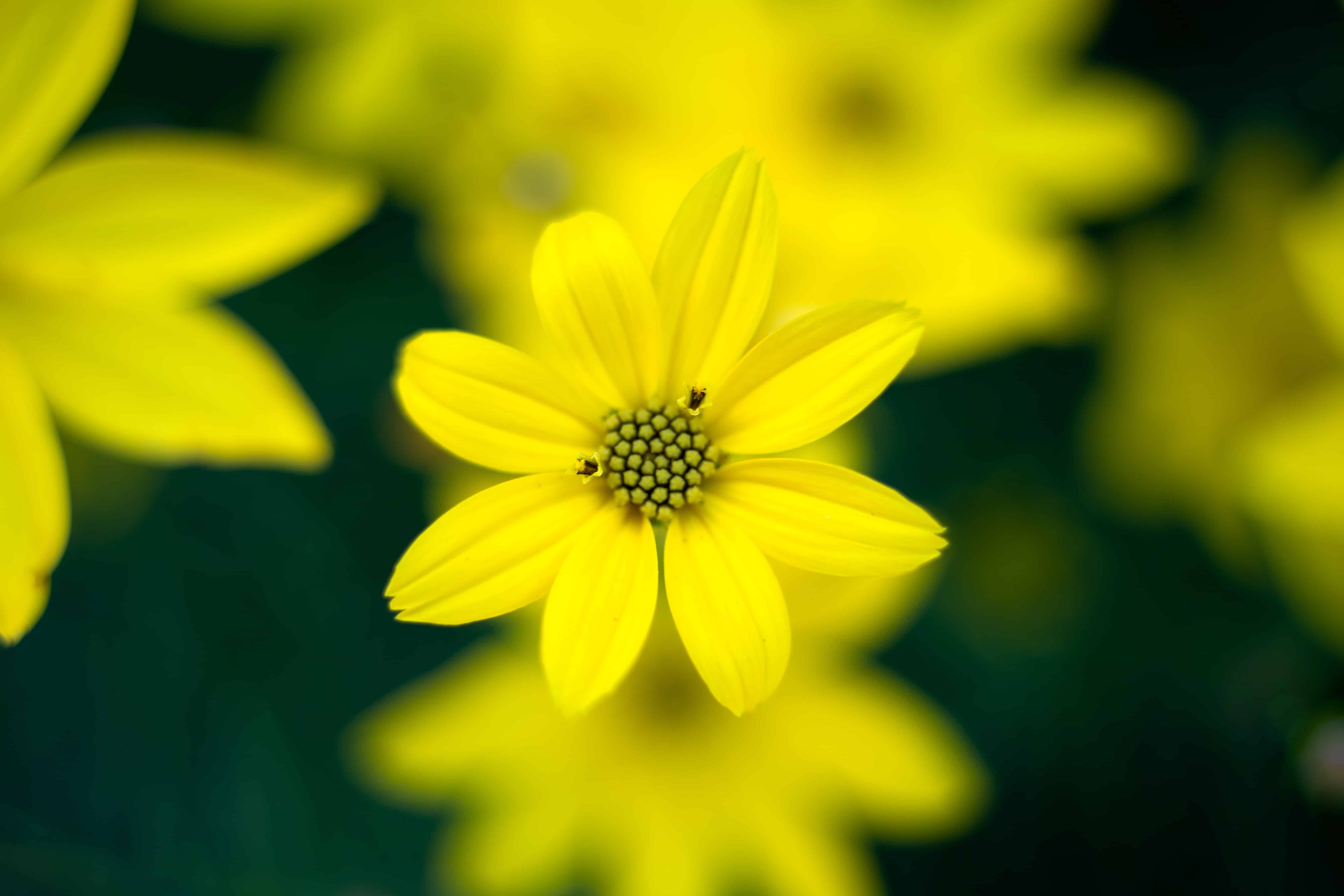フリー写真画像 葉 自然 黄色い花 夏 ヒマワリ 植物 花 花弁