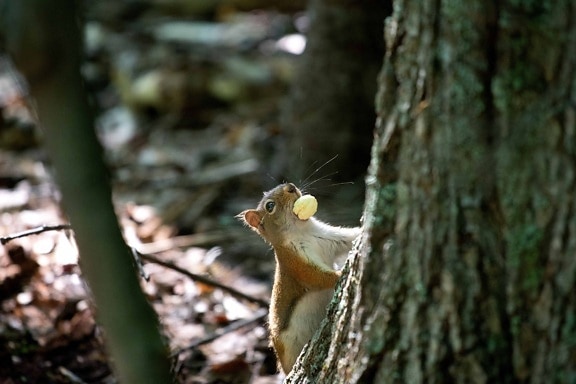 squirrel, nature, tree, wild, wood, wildlife, forest, rodent, zoology