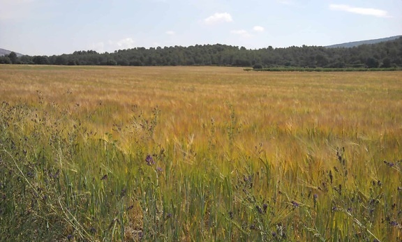 wheatfield, зърнени култури, природа, селско стопанство, област, пейзаж, трева, ливада
