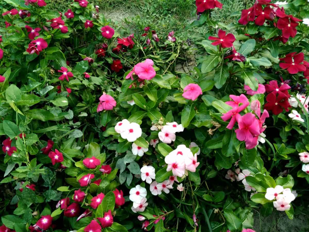 lato, liść, ogród, kwiat, natura, roślina, różowy, kwiat