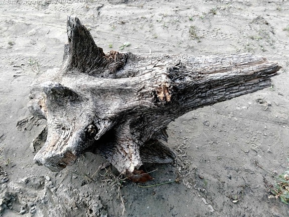 Driftwood, drvo, vanjski, dan, priroda, pijesak