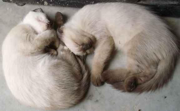 chat blanc, fourrure, mignon, animal, félin, chaton, intérieur
