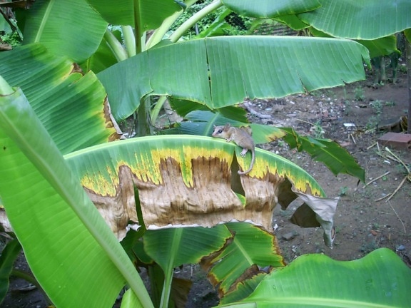 rodent, rainforest, leaf, nature, environment, banana tree, plant, outdoor