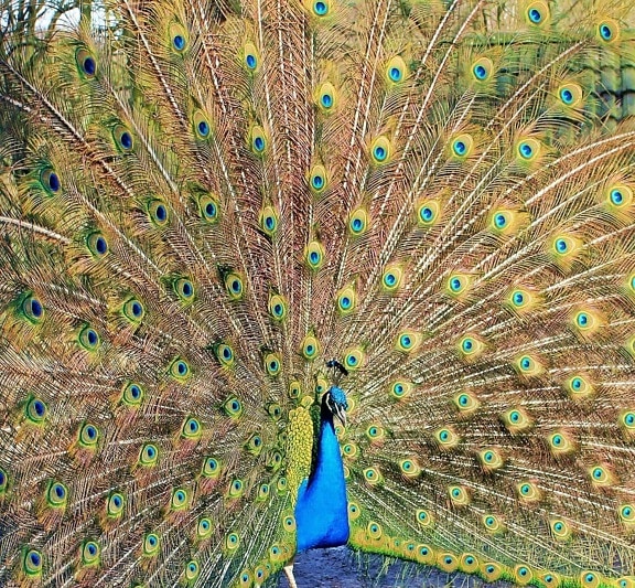 Peacock Bird, Feather, Eye, fargerike, Bird, Animal