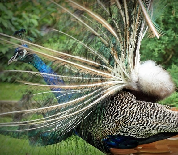 grass, peacock bird, feather, colorful, bird, animal, beautiful