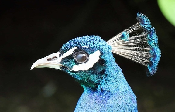 Pauw vogel, snavel, veren, dier, hoofd, blauw