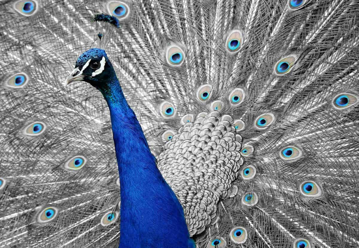 pájaro del pavo real, azul, pluma, ojo, animal