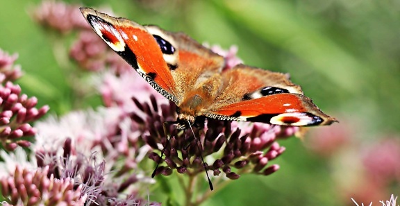 przyroda, natura, Motyl, naśladowanie, metamorfoza, owad, kwiat, ogród