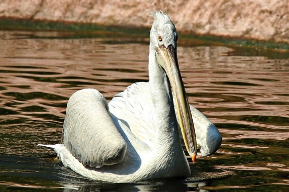white pelican, natural habitat, animal, bird, water, wildlife, lake, nature, wild