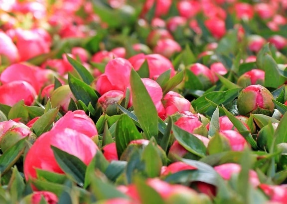 розовый цветок, листья, природа, Сад, растение, Лепесток, розовый