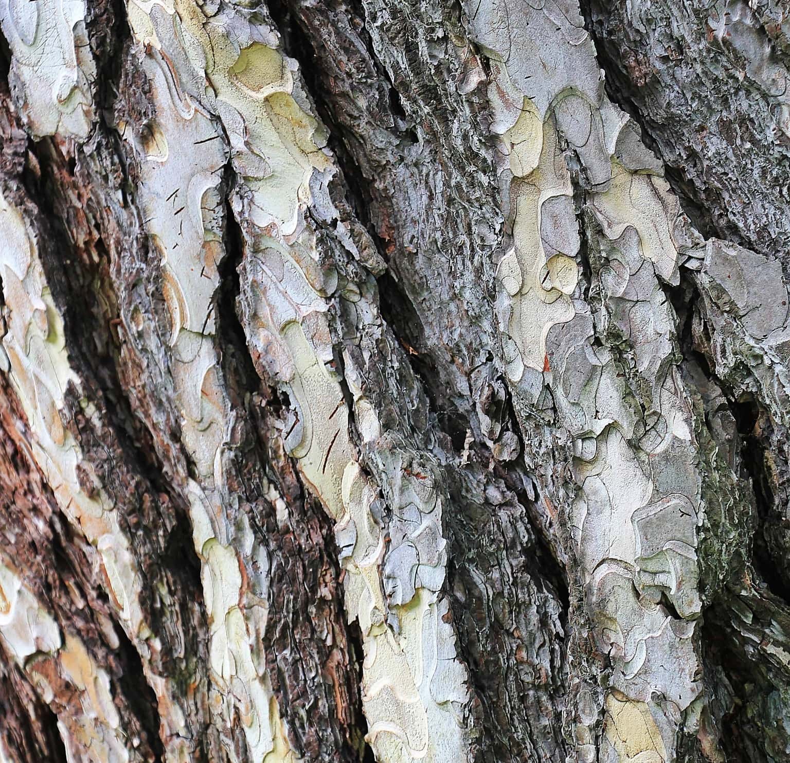 Free Picture Oak Bark Old Pattern Wood Texture Dry Abstract Tree