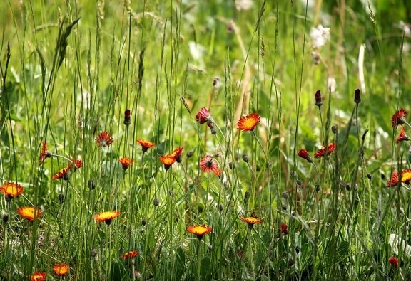 трева, природа, поле, лято, билка, цвете