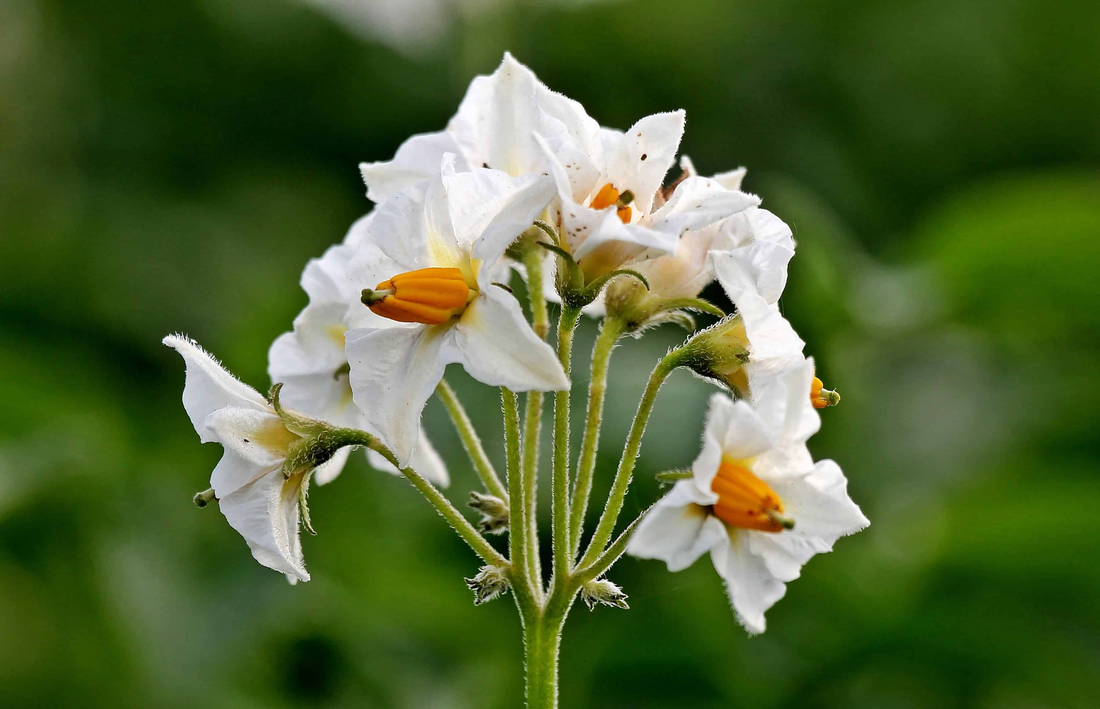 フリー写真画像 ジャガイモの花 庭 夏 葉 花びら 自然 植物 花