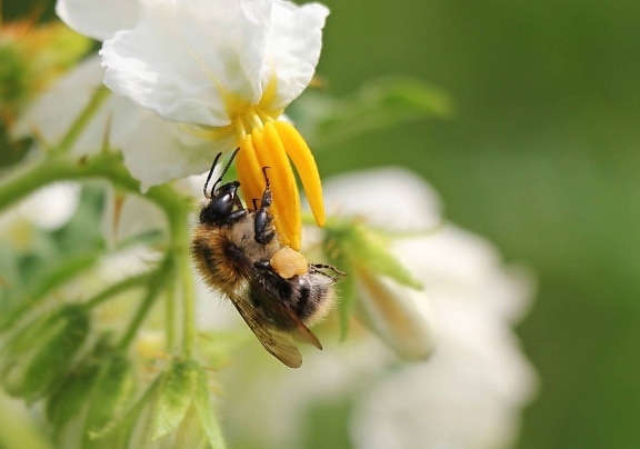 насекомо, пчела, природа, листа, цветя, цветен прашец, лято
