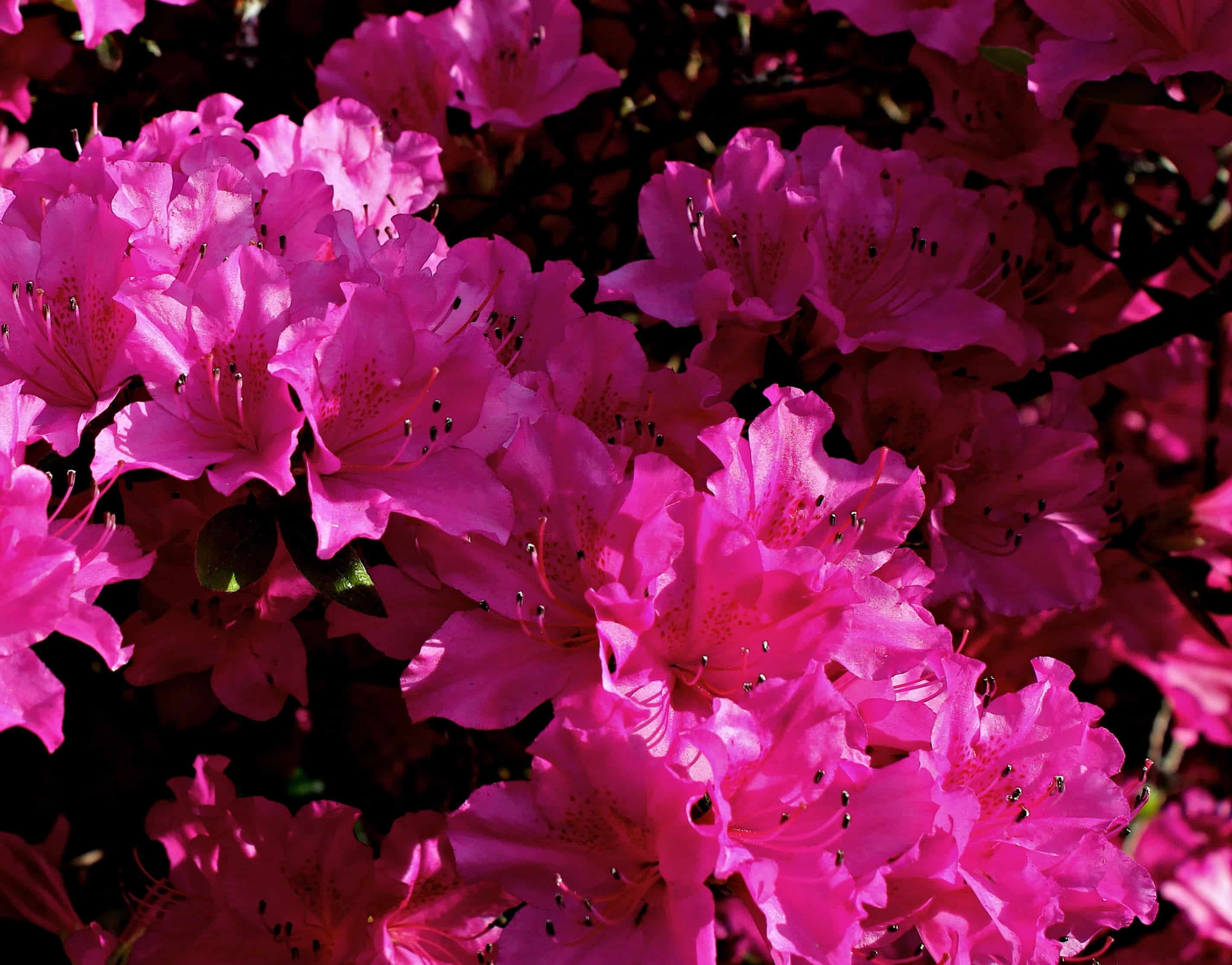 Jardim com plantas floridas flor de peão rosa sobre fundo de folhagem  escura