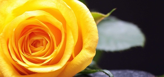 Rose, Petal, bloem, geel, natuur, plant, Bloom, indoor