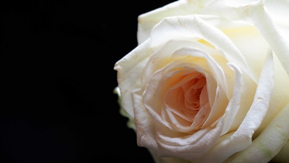 λουλούδι, μπουμπούκι, τριαντάφυλλο, πέταλο, λευκό