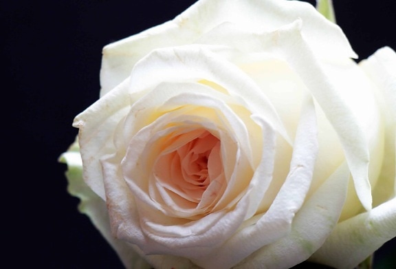 цвете, роза, венчелистче, бяло, растение