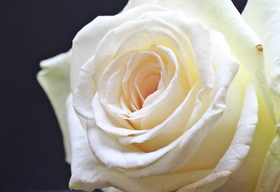 роза, венчелистче, обич, цвете, бяло, растение