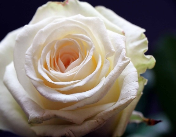 trandafir, petală, floare, alb, de plante