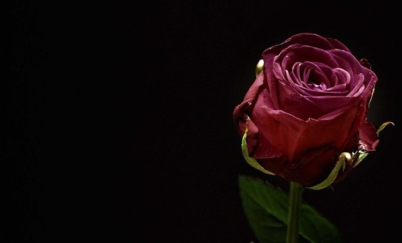 Роза, цветок, природа, Лепесток, растение, фиолетовый, Бутон