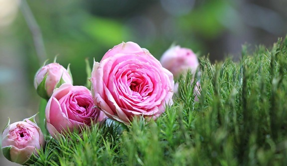zomer, Tuin, bloemblaadje, natuur, bloem, roos, roze, plant