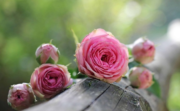 Natura, różowy kwiat, Płatek, róża, liść, aranżacja, różowy, roślina