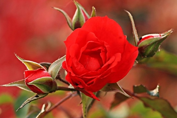 természet, vörös rózsa, szirom, virág bud, levél, növény, virág, kert