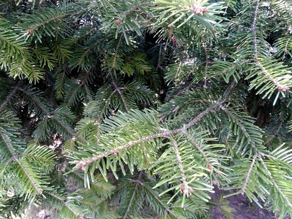 spruce, pine, tree, winter, branch, evergreen, conifer, forest