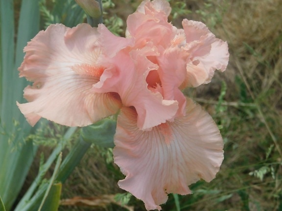 рожева квітка, природа, відкритий, Пелюстка, рослина, екологія, садівництво
