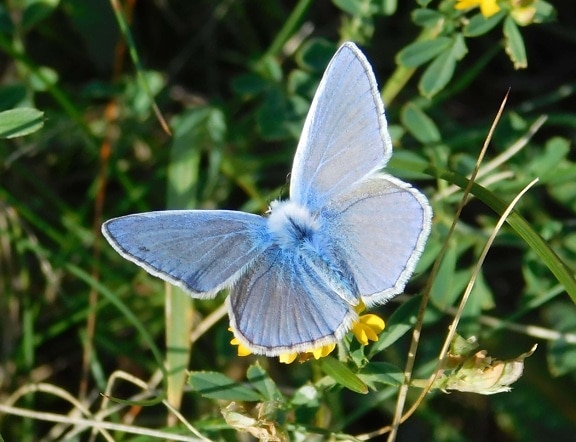 蓝色蝴蝶, 夏天, 动物, 昆虫, 自然, 野生动物, 户外