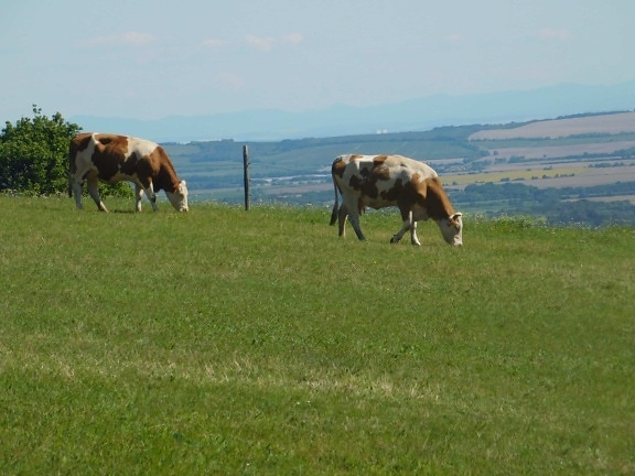 крава, трева, пасища, едър рогат добитък, пейзаж, животновъдство, селско стопанство