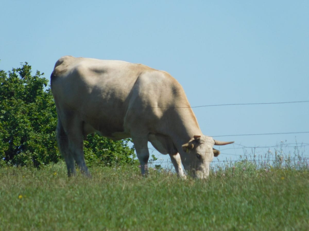 животните, крава, животновъдство, селско стопанство, пасища, трева, едър рогат добитък