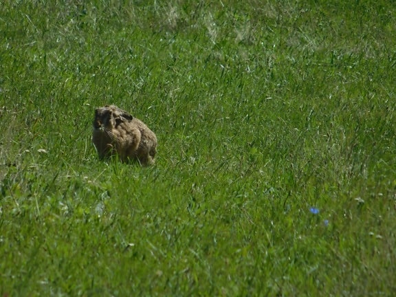 wild rabbit, grass, nature, field, lawn, outdoor, animal