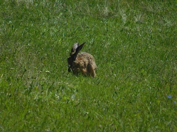 animal, wildlife, grass, hare, wild rabbit, bunny, outdoor