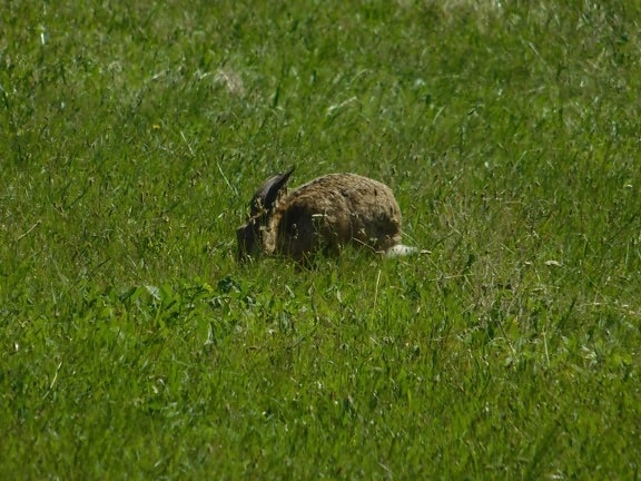 grass, wildlife, hedgehog, placental, wild rabbit, rodent, outdoor