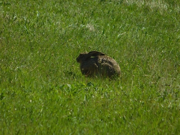 wild rabbit, animal, outdoor, natural habitat, grass, nature, rodent, outdoor, field
