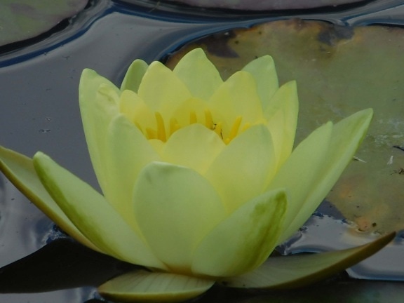 Водяная лилия, зеленый лист, Лепесток, Лотос, желтый цветок, Дикий цветок, водный завод, цветок