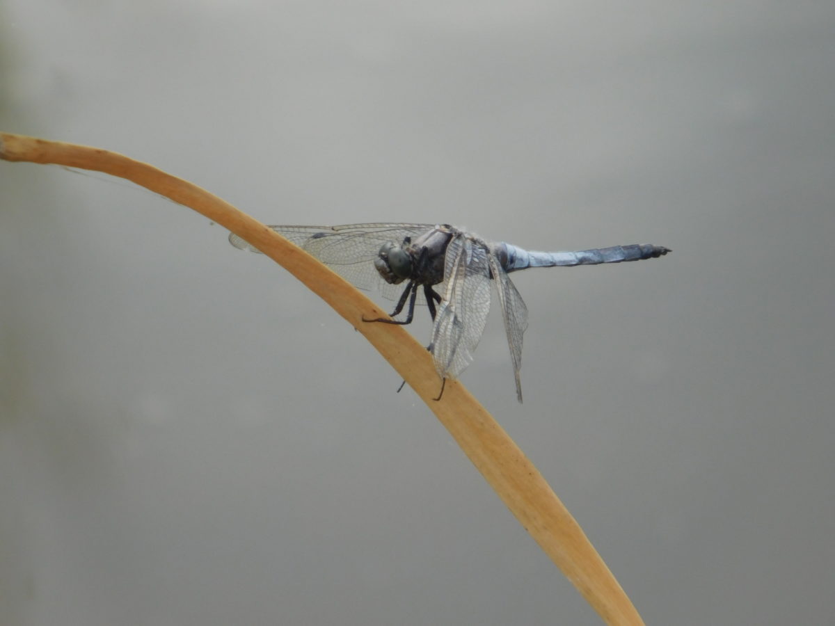wildlife, dragonfly, insect, arthropod, invertebrate, outdoor