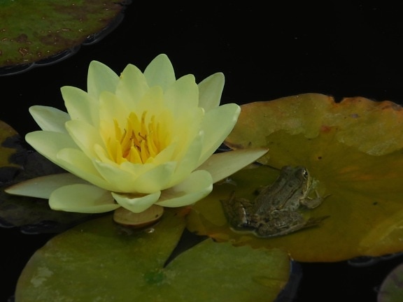 Lotus, жаба, животински, природа, зелени листа, цветя, вода, водна лилия, водни, растителна