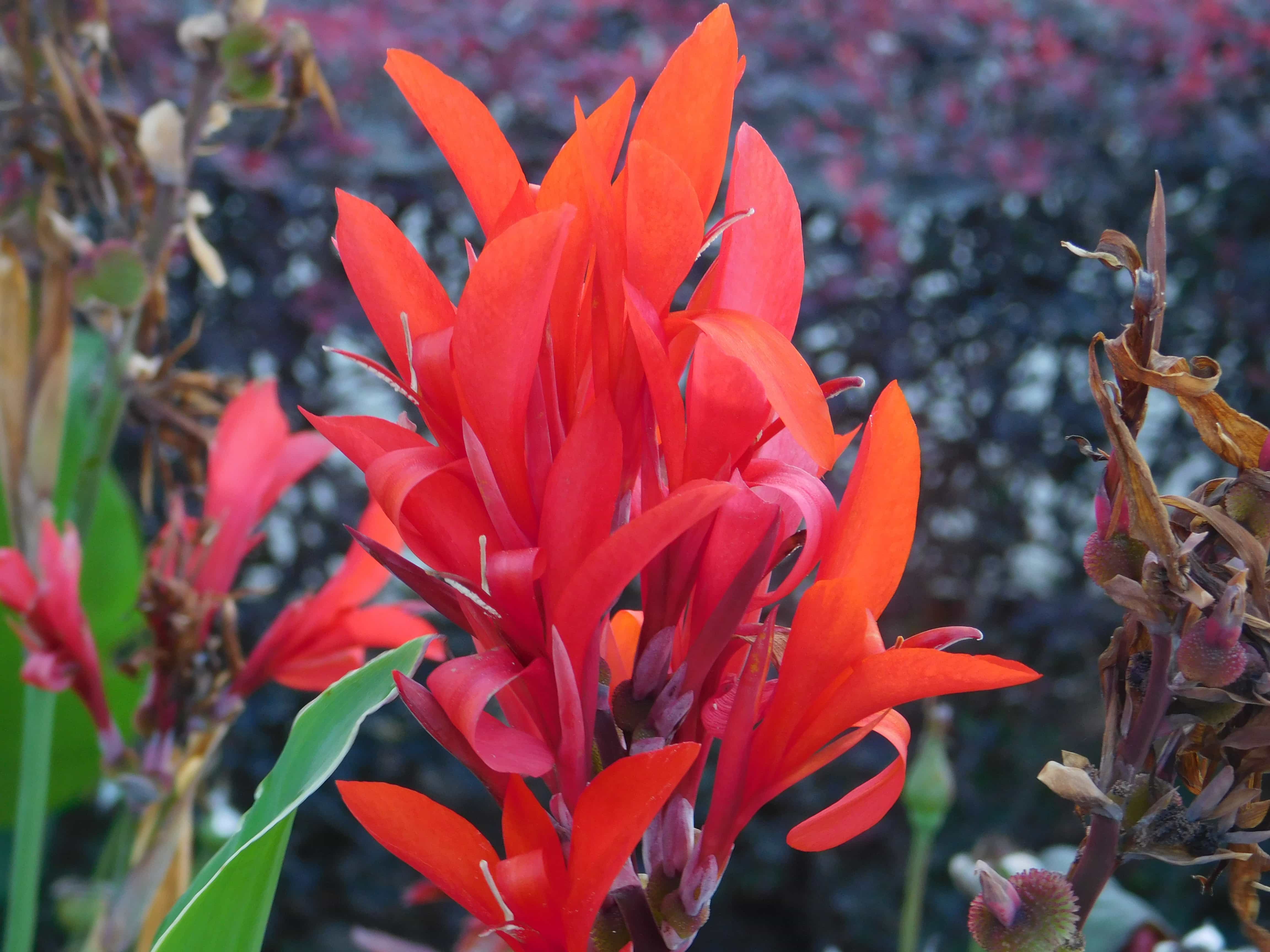 フリー写真画像 葉 自然 園芸 庭 赤い花 木 植物 花