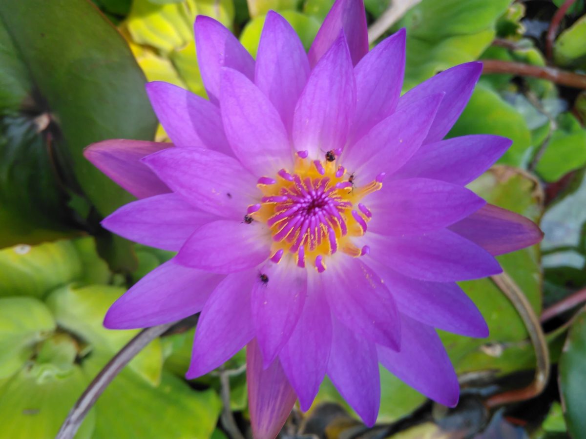 fioletowy Lotos, słupek, natura, egzotyczny, kwiat, ogród, lilia wodna, ogrodnictwo