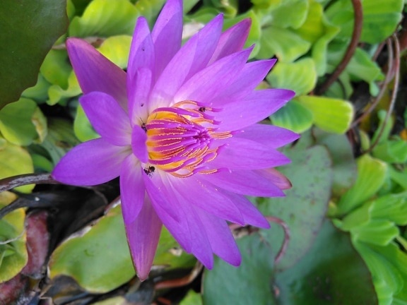 kwiat lotosu, piękne, purpurowy kwiat, lato, natura, ogród, liść, lilia wodna, herb wodny