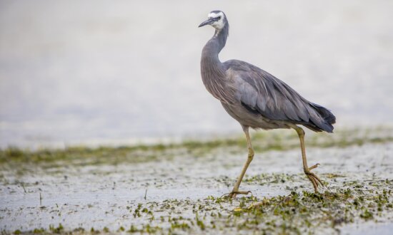 heron bird, nature, animal, wildlife, mud, outdoor, swamp, wild, beak