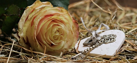 hjerte, høy, metall, nøkkel, Rose, blad, plante, petal