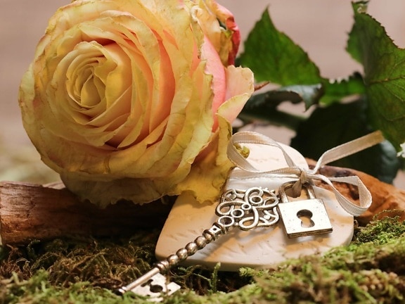 цвете, метал, ключ, роза, листа, растение, венчелистче
