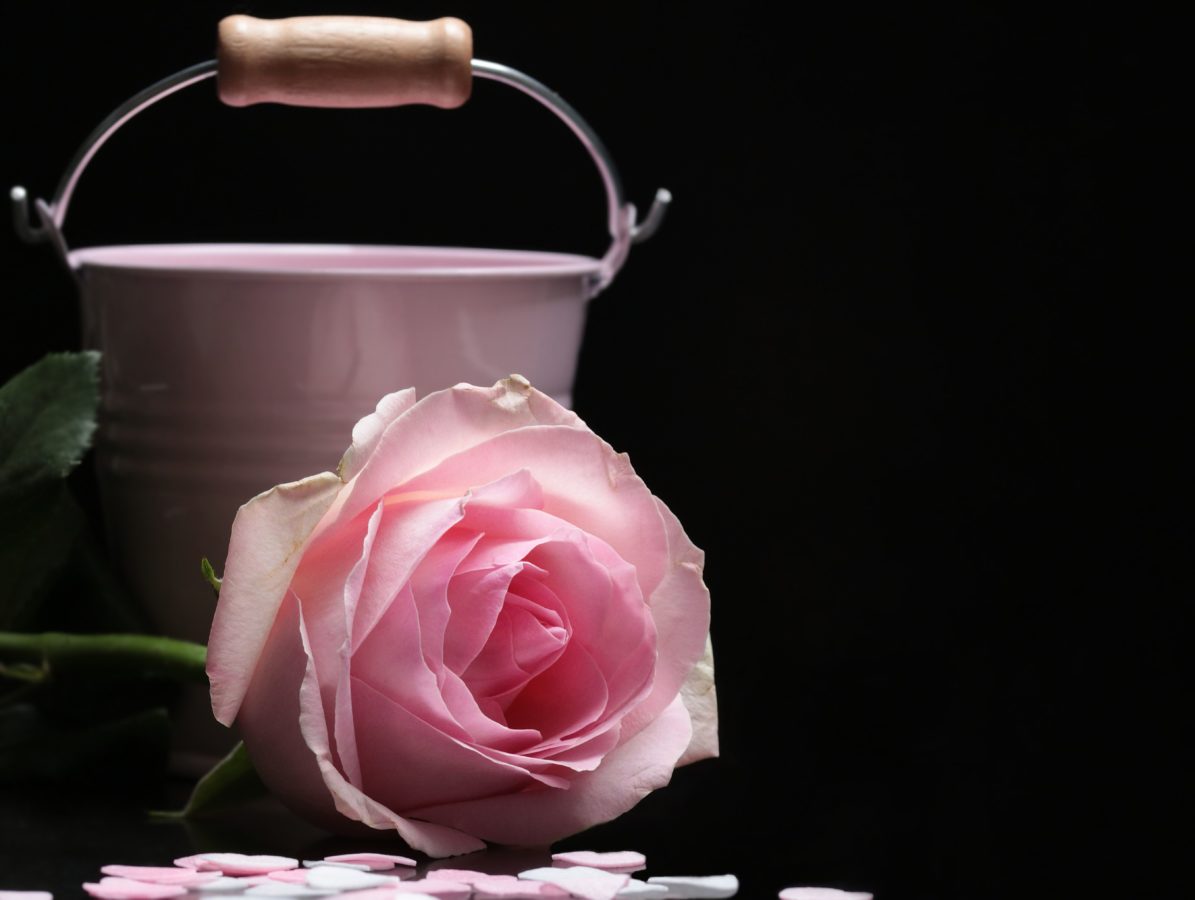 Still Life, Photo Studio, Rose, blomst, kronblad, lyserød, plante, spand